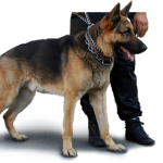 K9 Security Dogs