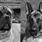 k9-security-dog-chienResized