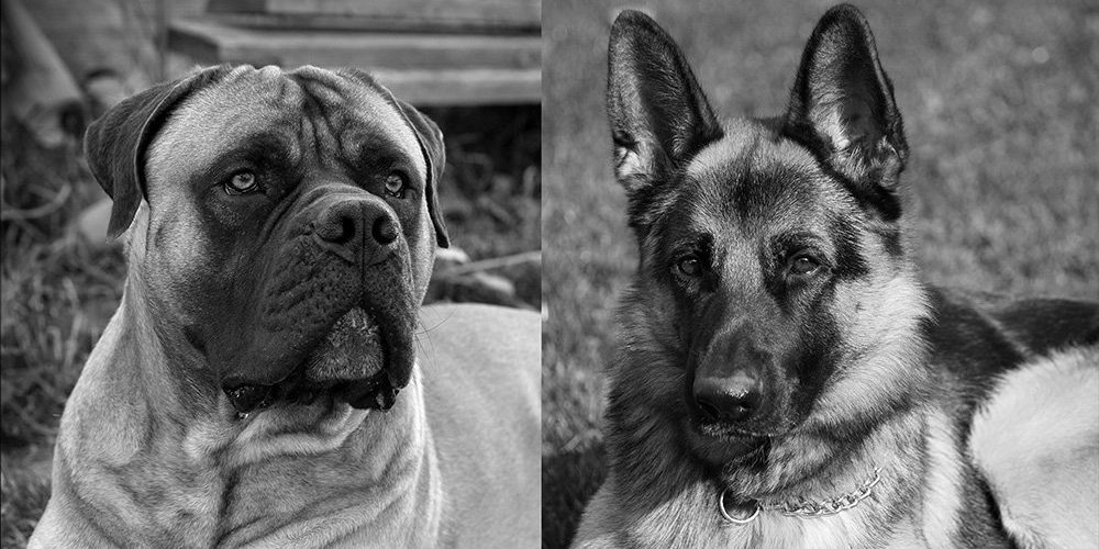 k9-security-dog-chienResized